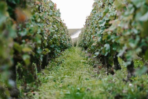 G&C Lurton - Château Haut-Bages Libéral