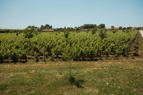 Haut-Bages Lib&eacute;ral, oenotourisme