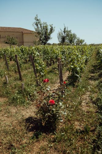 Haut-Bages Lib&eacute;ral, oenotourisme